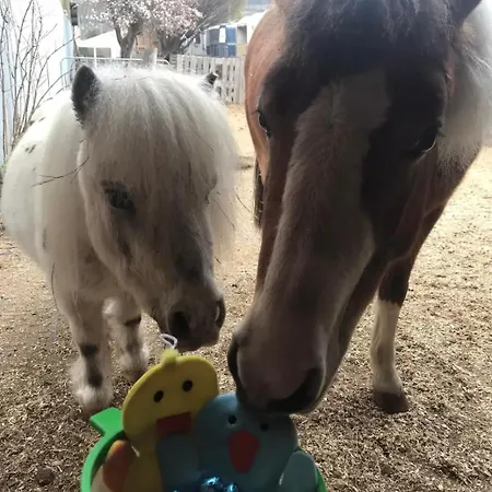 En Tranquillité à Appartement Vercorin
